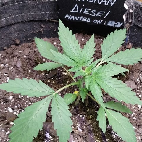 Alaskan Diesel  growlog timeline photo