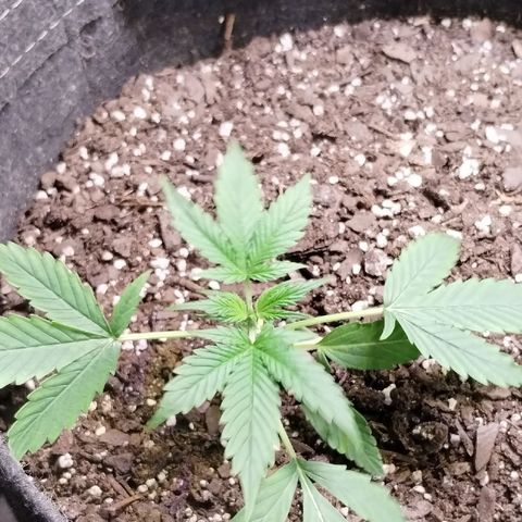 Gelat.OG growlog timeline photo