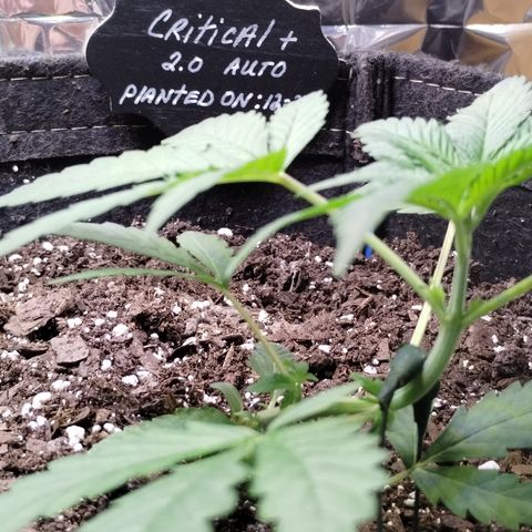 Critical+ 2.0 Autoflowering growlog photo: Started LST