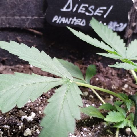 Alaskan Diesel  growlog photo: Started LST