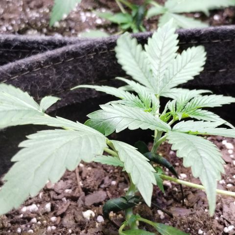 Gelat.OG growlog photo: Started LST 