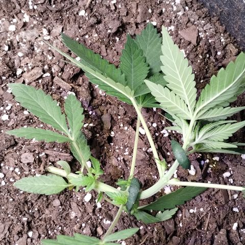 Gelat.OG growlog photo: Started LST 