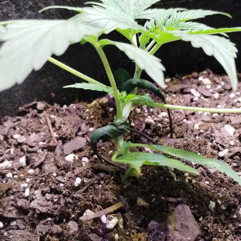 Gelat.OG growlog photo: Started LST 