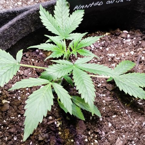 Gelat.OG growlog photo: Started LST 