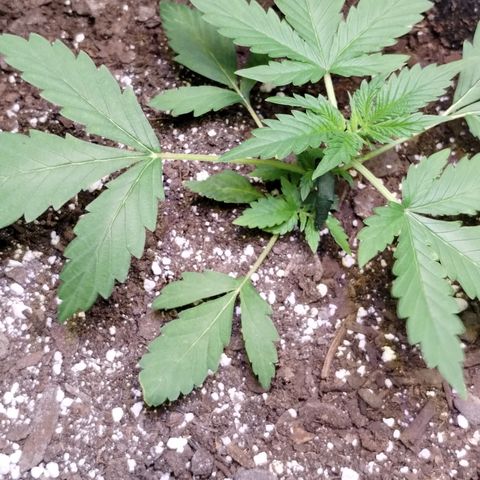 Critical+ 2.0 Autoflowering growlog photo: Started LST 