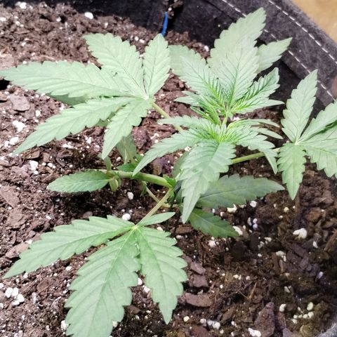 Critical+ 2.0 Autoflowering growlog photo: Started LST 