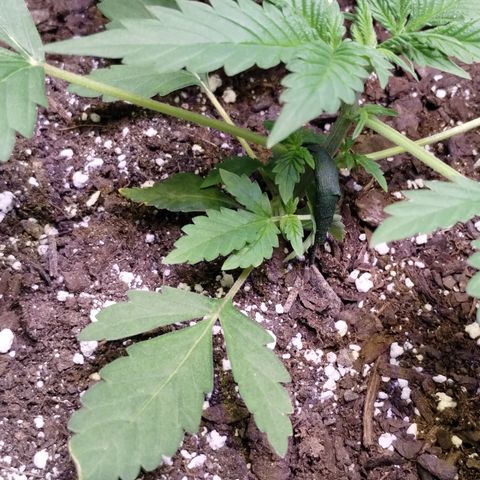 Critical+ 2.0 Autoflowering growlog photo: Started LST 