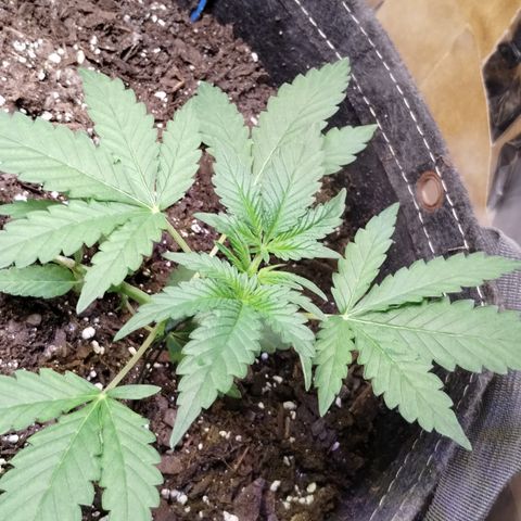 Critical+ 2.0 Autoflowering growlog photo: Started LST 