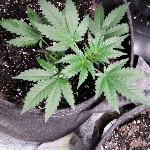 Critical+ 2.0 Autoflowering growlog timeline photo