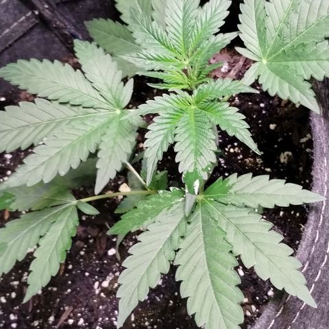 Critical+ 2.0 Autoflowering growlog timeline photo