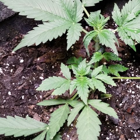 Alaskan Diesel  growlog timeline photo
