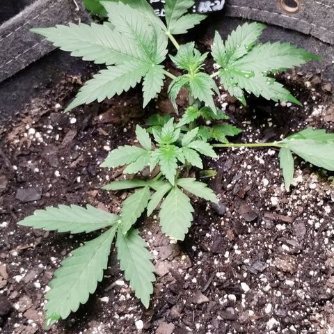 Alaskan Diesel  growlog timeline photo