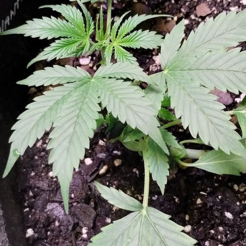 Gelat.OG growlog timeline photo