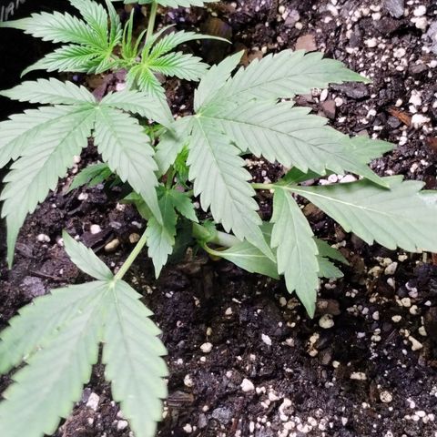 Gelat.OG growlog timeline photo