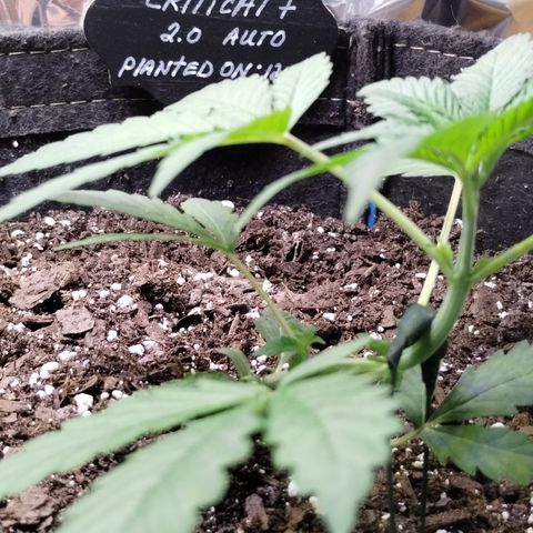 Critical+ 2.0 Autoflowering growlog timeline photo