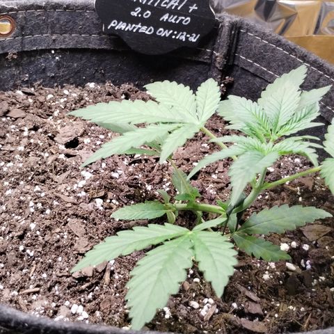 Critical+ 2.0 Autoflowering growlog timeline photo
