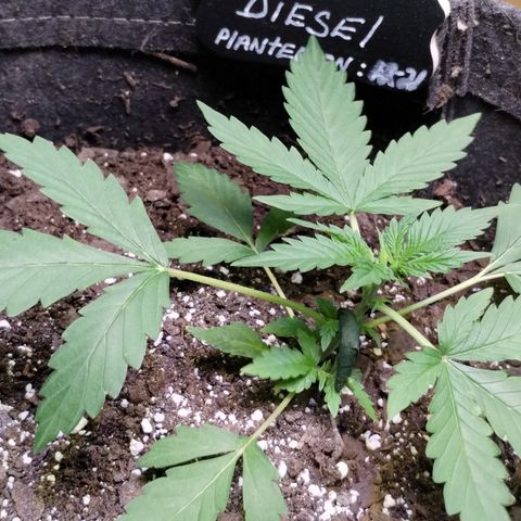 Alaskan Diesel  growlog timeline photo