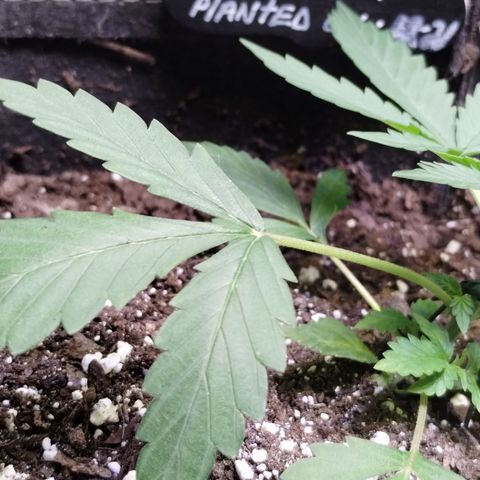 Alaskan Diesel  growlog timeline photo