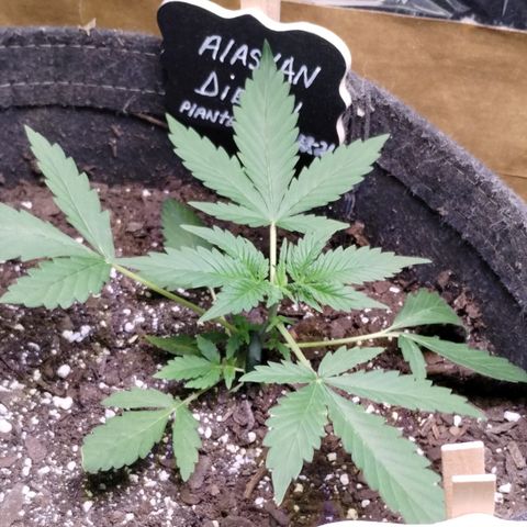 Alaskan Diesel  growlog timeline photo
