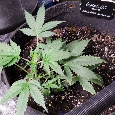Gelat.OG growlog timeline photo