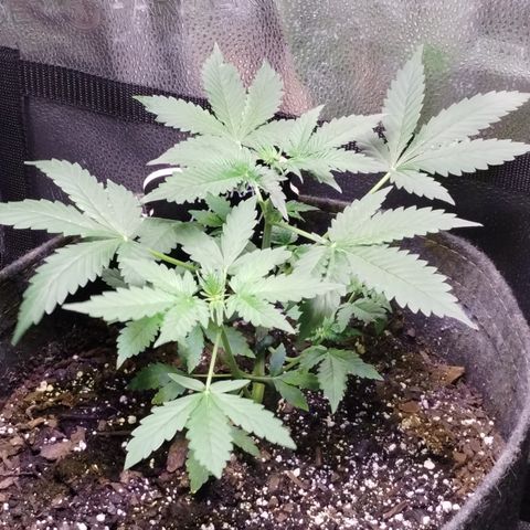 Gelat.OG growlog timeline photo
