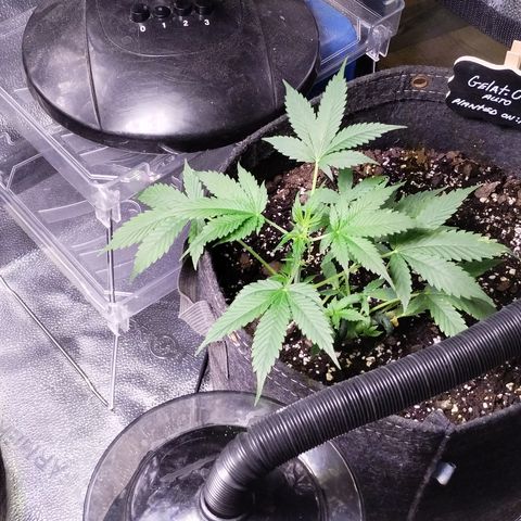 Gelat.OG growlog timeline photo