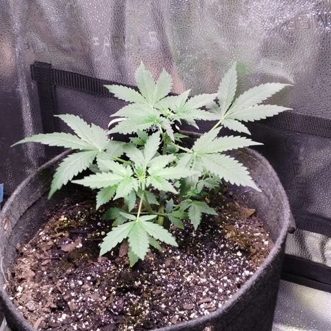 Alaskan Diesel  growlog timeline photo