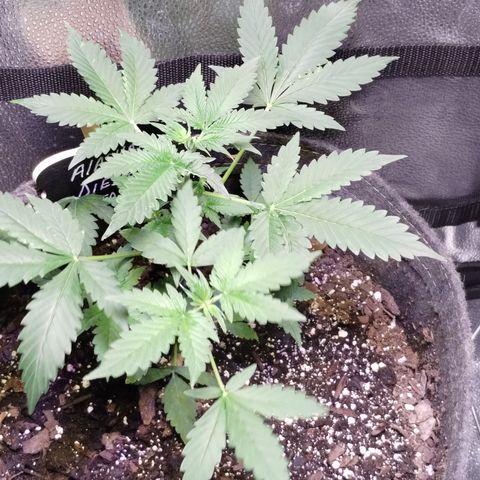 Alaskan Diesel  growlog timeline photo
