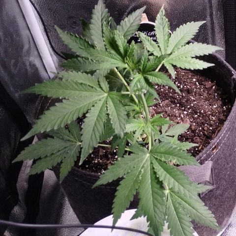 Critical+ 2.0 Autoflowering growlog timeline photo