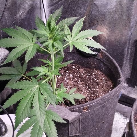 Critical+ 2.0 Autoflowering growlog timeline photo