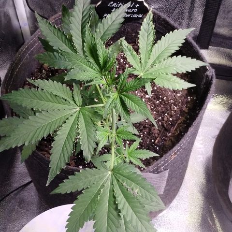 Critical+ 2.0 Autoflowering growlog timeline photo