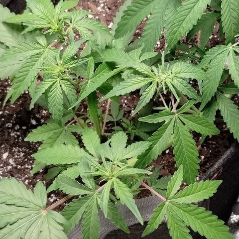Critical+ 2.0 Autoflowering growlog timeline photo