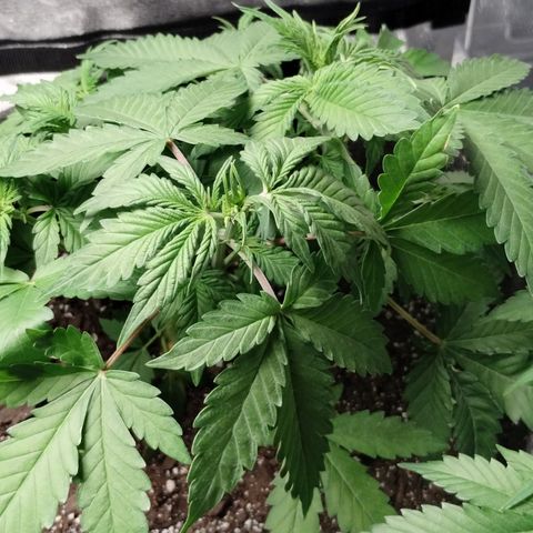 Alaskan Diesel  growlog timeline photo