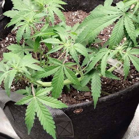 Critical+ 2.0 Autoflowering growlog timeline photo