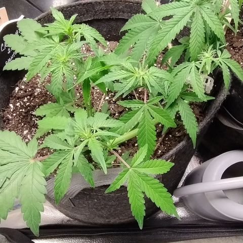 Critical+ 2.0 Autoflowering growlog timeline photo