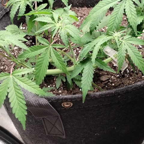 Critical+ 2.0 Autoflowering growlog timeline photo
