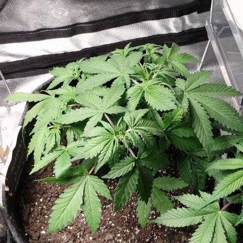 Alaskan Diesel  growlog timeline photo