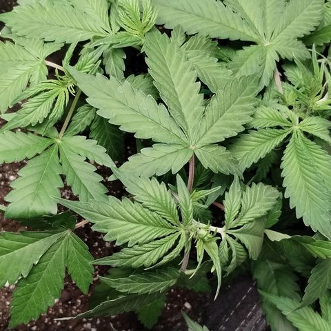 Alaskan Diesel  growlog timeline photo