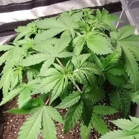 Alaskan Diesel  growlog timeline photo