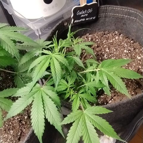 Gelat.OG growlog timeline photo