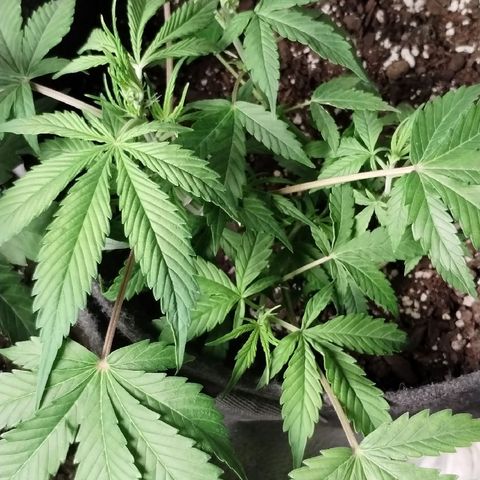 Gelat.OG growlog timeline photo