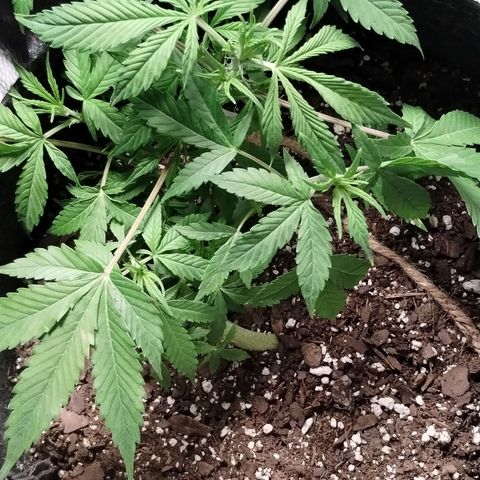 Gelat.OG growlog timeline photo