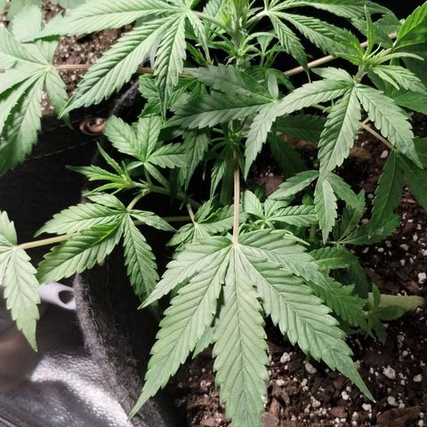Gelat.OG growlog timeline photo