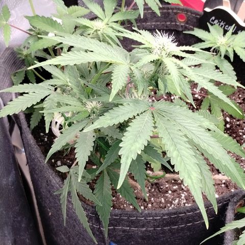 Critical+ 2.0 Autoflowering growlog timeline photo