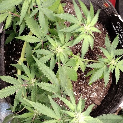 Critical+ 2.0 Autoflowering growlog timeline photo