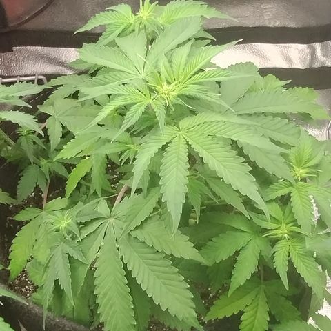 Alaskan Diesel  growlog timeline photo