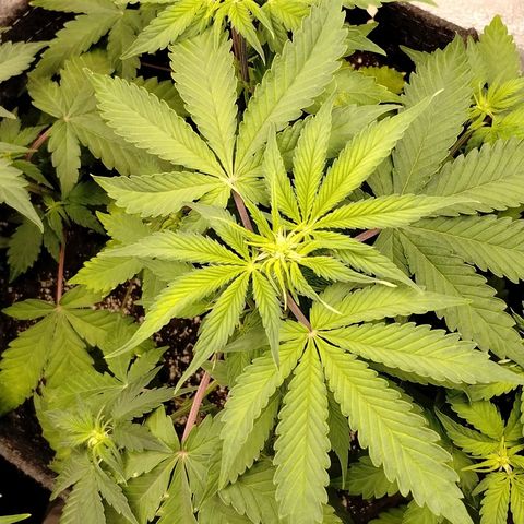 Alaskan Diesel  growlog timeline photo
