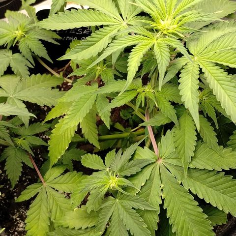 Alaskan Diesel  growlog timeline photo