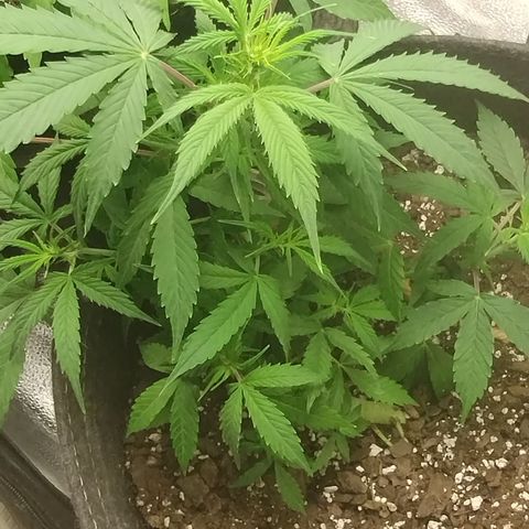 Gelat.OG growlog timeline photo