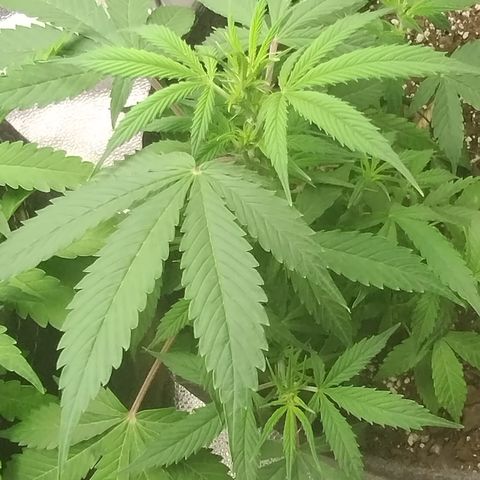 Gelat.OG growlog timeline photo